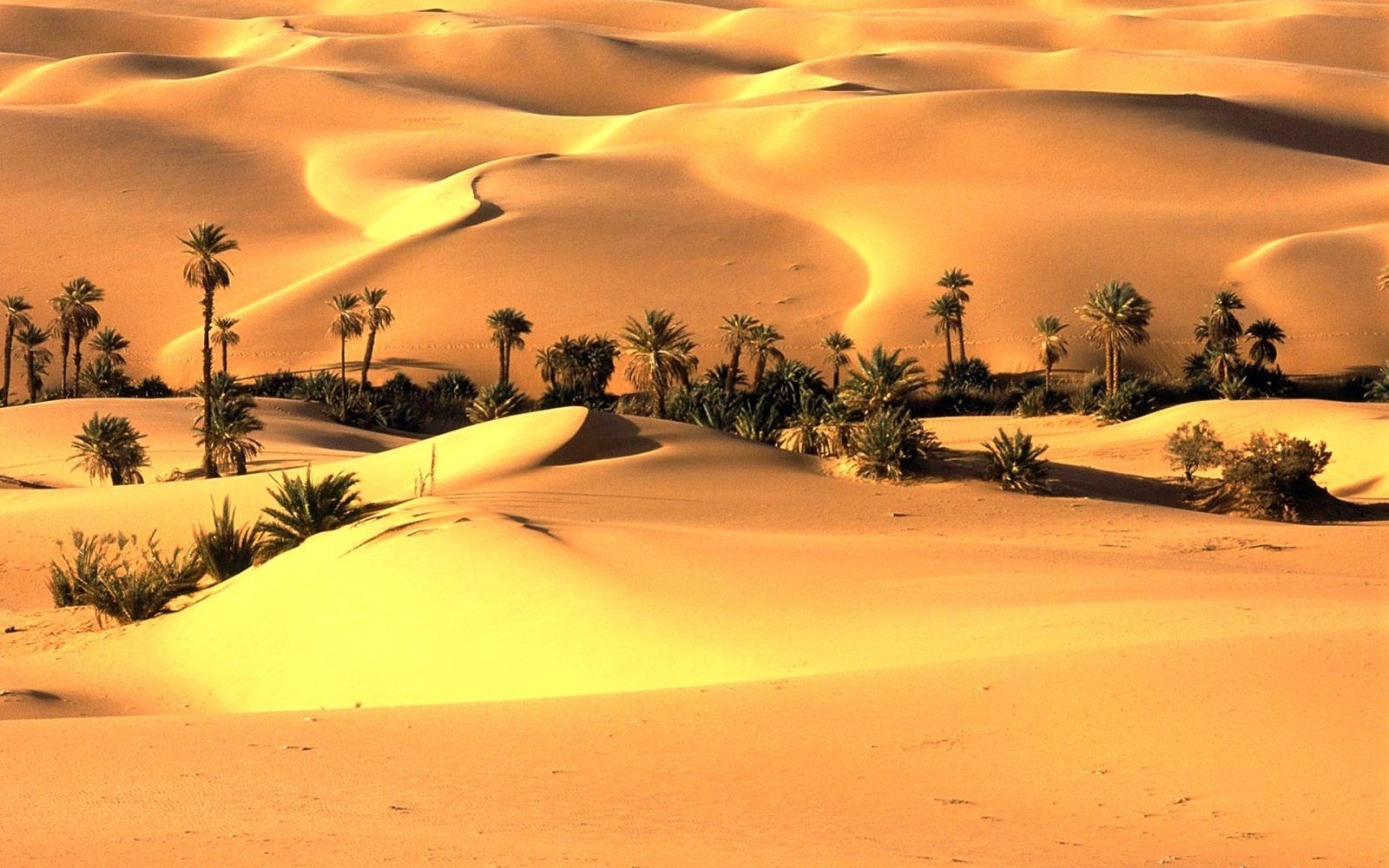 Thar Desert-Sahara Desert